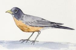 To One of My Favorite Birds!